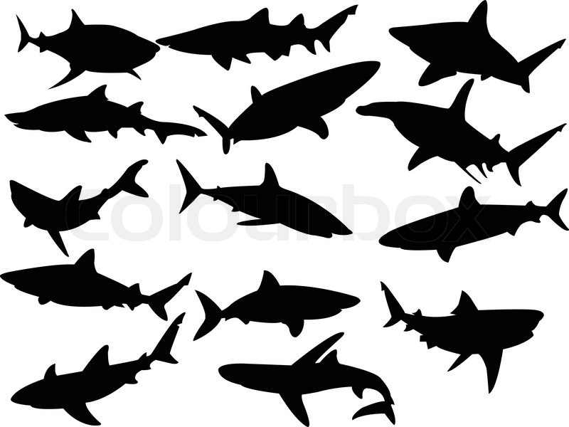 800x600 Collection Of Sharks Silhouette