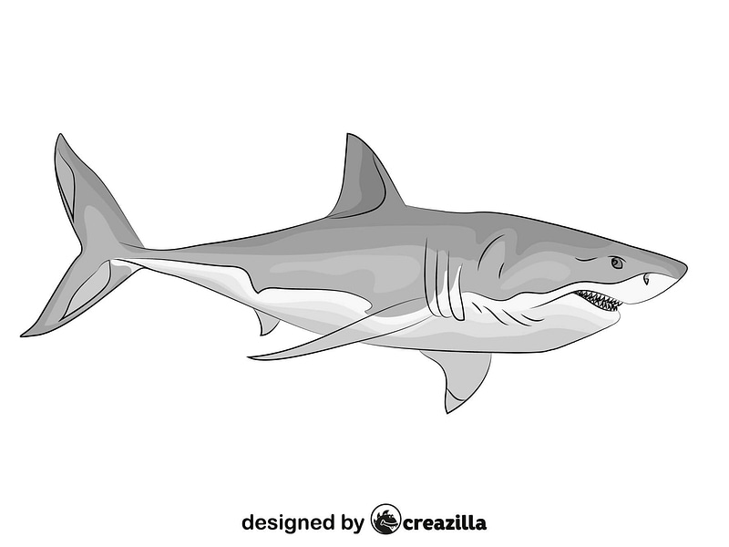 800x600 Great White Shark Free Download Creazilla