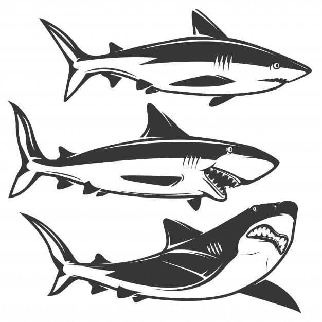 Shark Vectors, Photos And Free Download 626x626 Shark Vectors, Photos And Free Download
