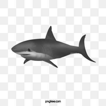 Shark Png, Vector, And Clipart With Transparent Background 360x360 Shark Png, Vector, And Clipart With Transparent Background
