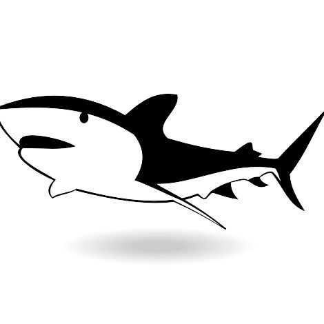 Big Shark Vector Free Vector Download Cannypic 470x470 Big Shark Vector Free Vector Download Cannypic