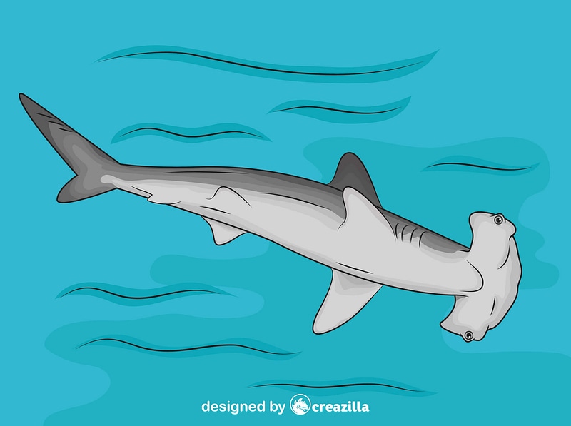 800x597 Hammerhead Shark Free Download Creazilla
