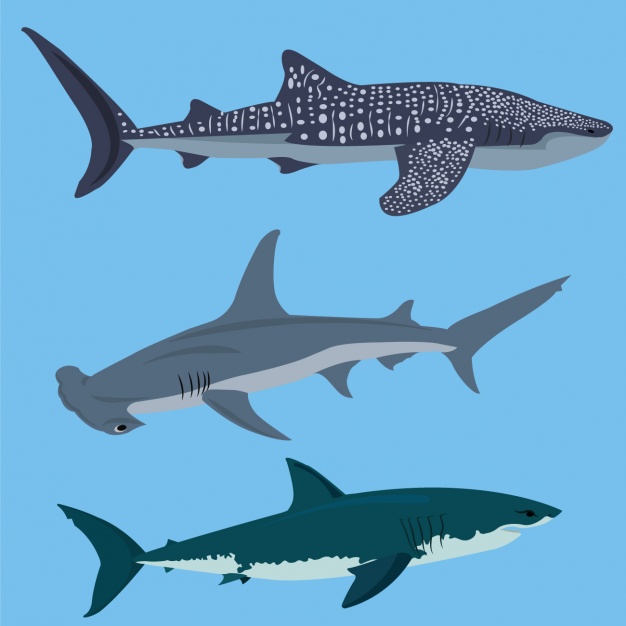 626x626 Coloured Sharks Collection Vector Free Download