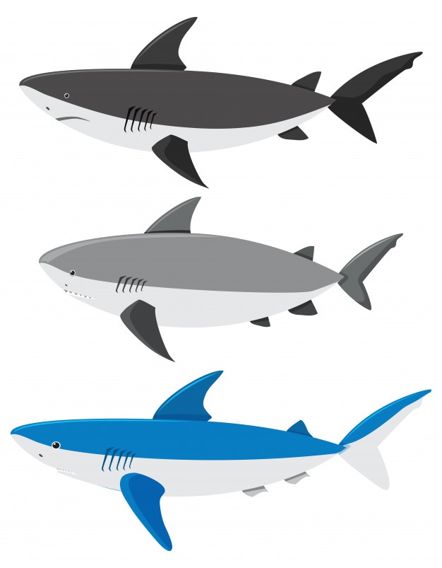 Shark Vectors, Photos And Free Download 626x803 Shark Vectors, Photos And Free Download