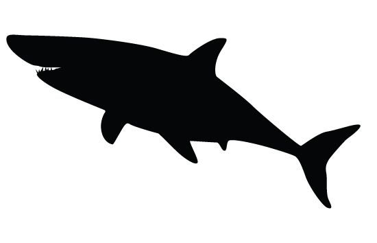 Shark Silhouette Vectors Fish Vector Graphics Shark Silhouette 550x354 Shark Silhouette Vectors Fish Vector Graphics Shark Silhouette