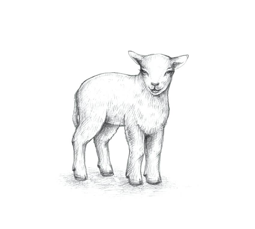 850x764 Sheep Face Drawing