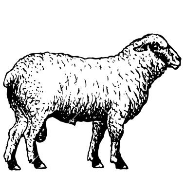 Sheep Vector Image at Vectorified.com | Collection of Sheep Vector ...