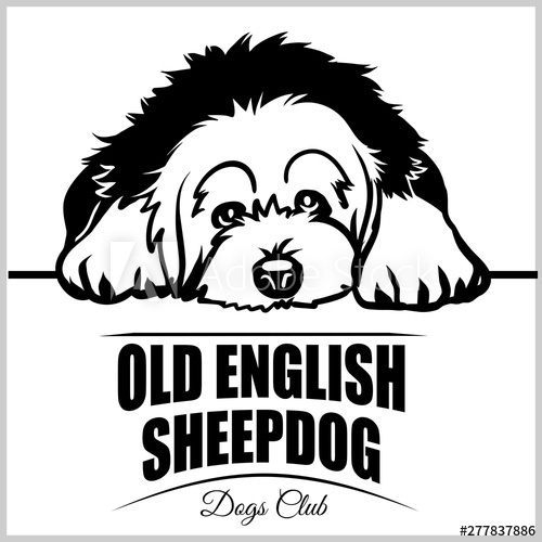 Old English Sheepdog 500x500 Old English Sheepdog