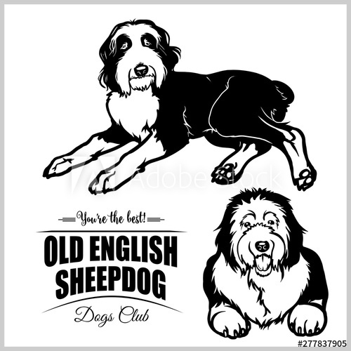 Old English Sheepdog 500x500 Old English Sheepdog