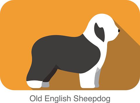 Old English Sheepdog Breed Flat Icon Design Vector Art 481x357 Old English Sheepdog Breed Flat Icon Design Vector Art