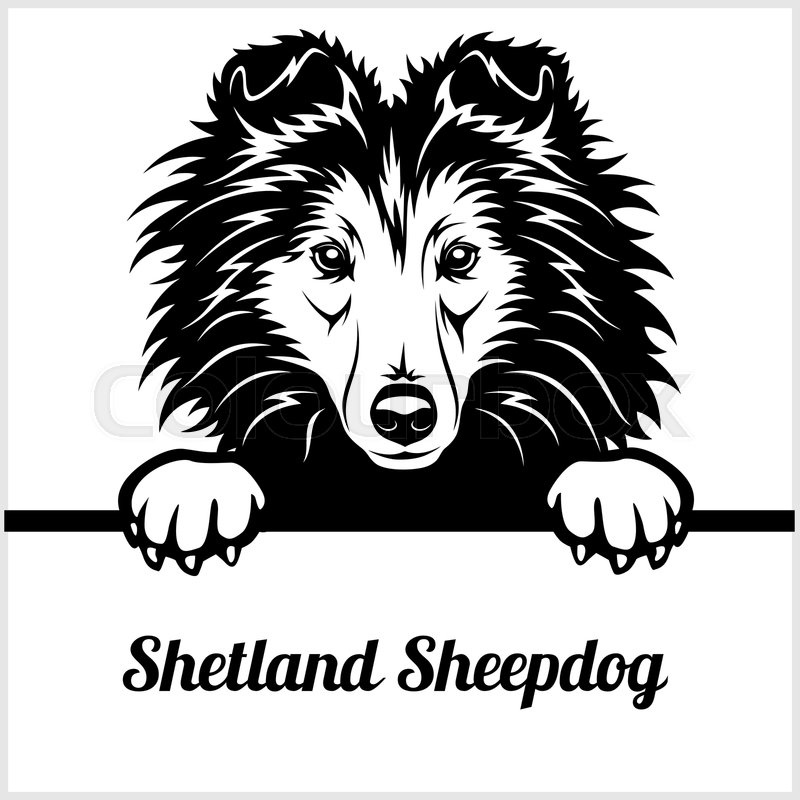 Shetland Sheepdog 800x800 Shetland Sheepdog