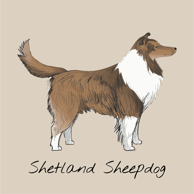Shetland Sheepdog Vectors, Photos And Free Download 626x625 Shetland Sheepdog Vectors, Photos And Free Download