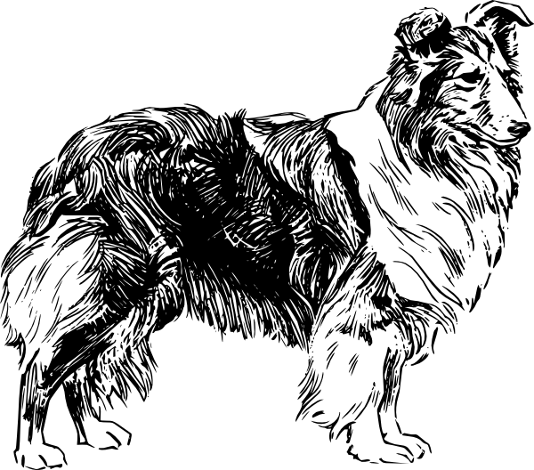 Shetland Sheepdog Clip Art 600x528 Shetland Sheepdog Clip Art