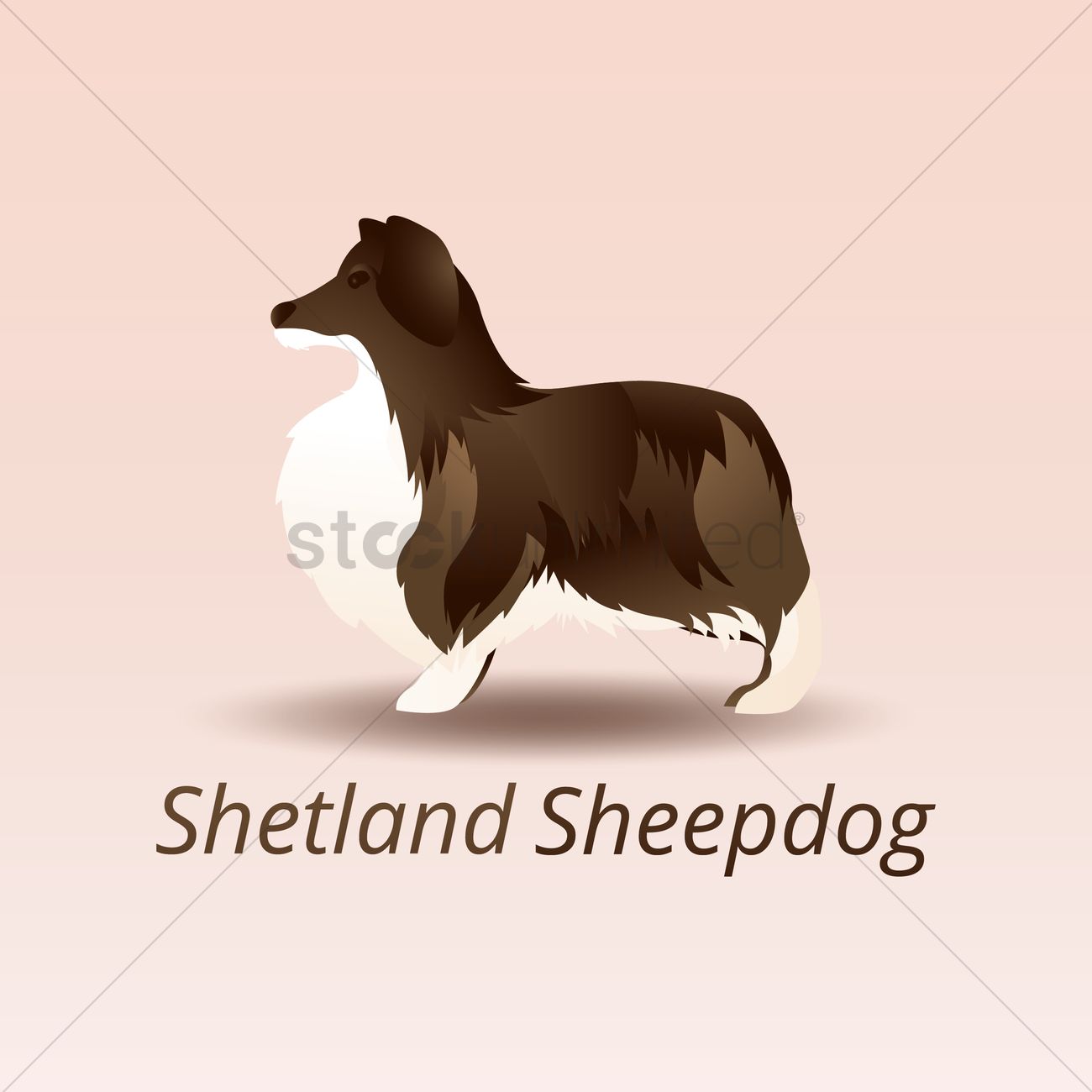 Shetland Sheepdog Vector Image 1300x1300 Shetland Sheepdog Vector Image