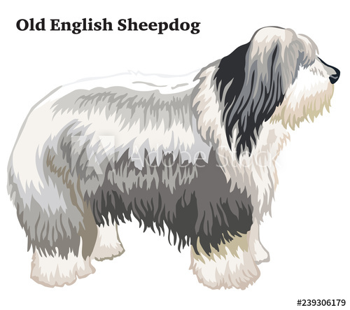 Colored Decorative Standing Portrait Of Old English Sheepdog 500x443 Colored Decorative Standing Portrait Of Old English Sheepdog