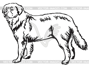 Decorative Standing Portrait Of Maremma Sheepdog 300x225 Decorative Standing Portrait Of Maremma Sheepdog
