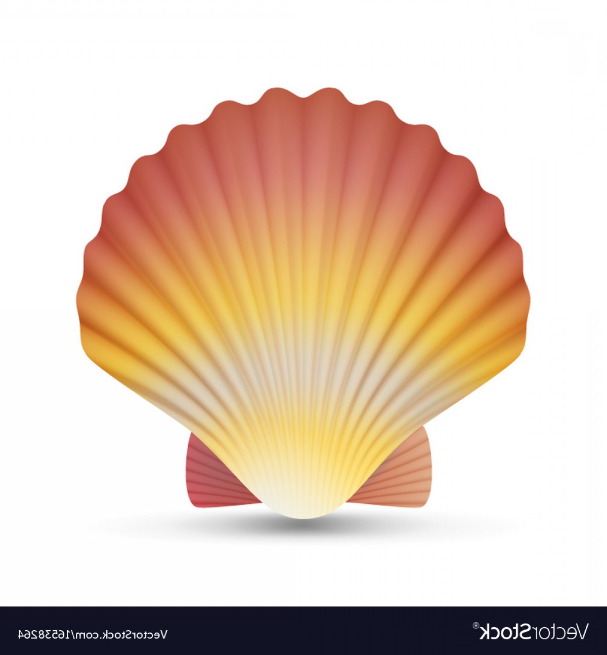 1200x1296 Scallop Seashell Realistic Scallops Shell Vector Soidergi