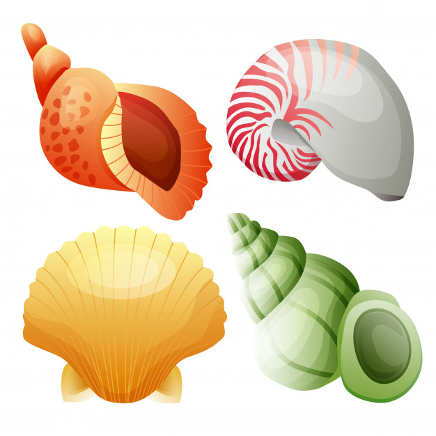 626x626 Sea Shell Vector Element Set Vector Premium Download