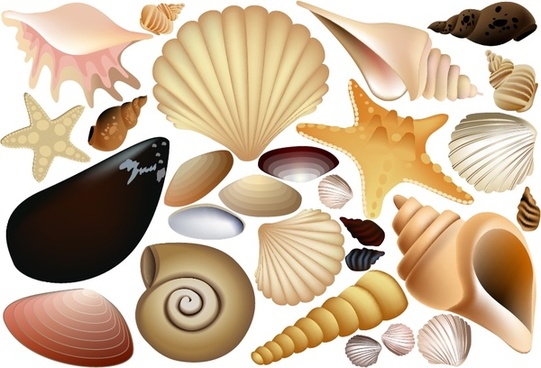 541x368 Shell Vector Free Vector Download