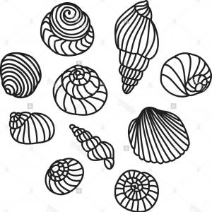 300x300 Stock Photo Sea Shell Vector Line Drawing Illustration Catchsplace