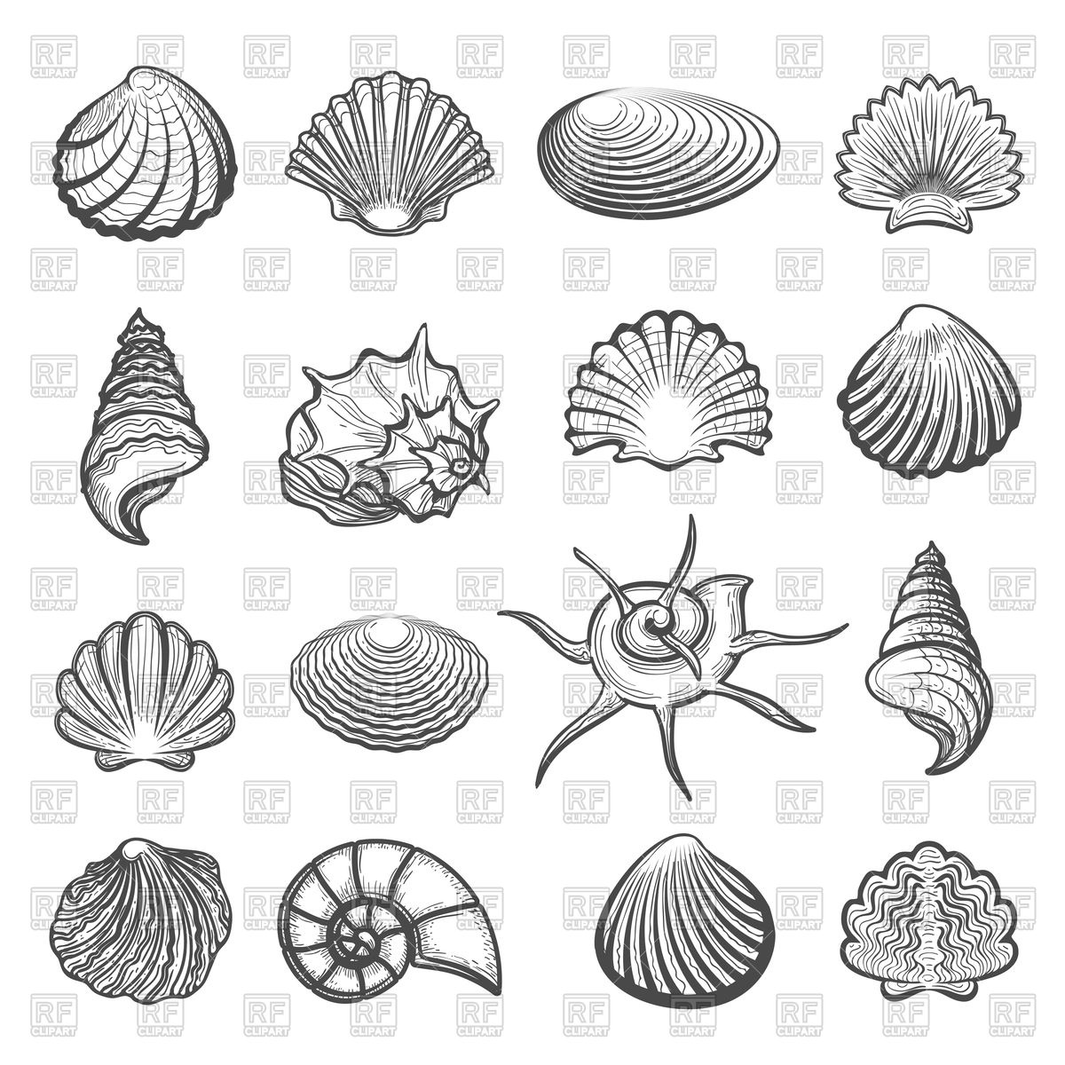 1200x1200 Hand Drawn Sea Shells Set Vector Image Of Silhouettes, Outlines