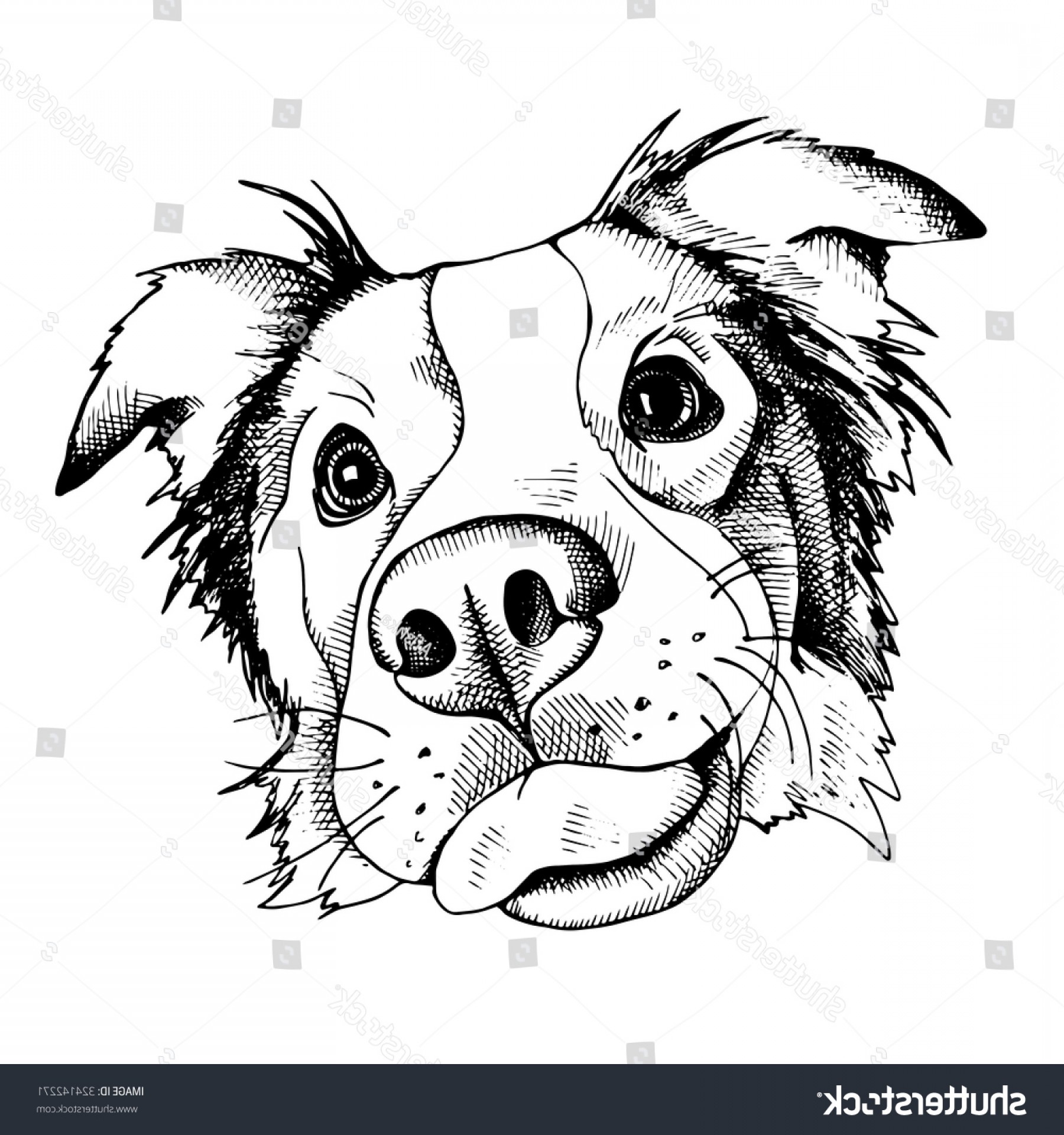 1800x1920 Image Portrait Dog Australian Shepherd Vector Soidergi