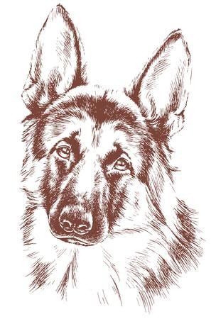 297x450 Shepherd Vector Dog Sketch Royalty Free Vector Graphics