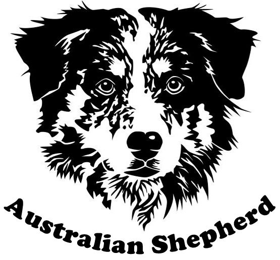 555x516 Australian Shepherd Vector