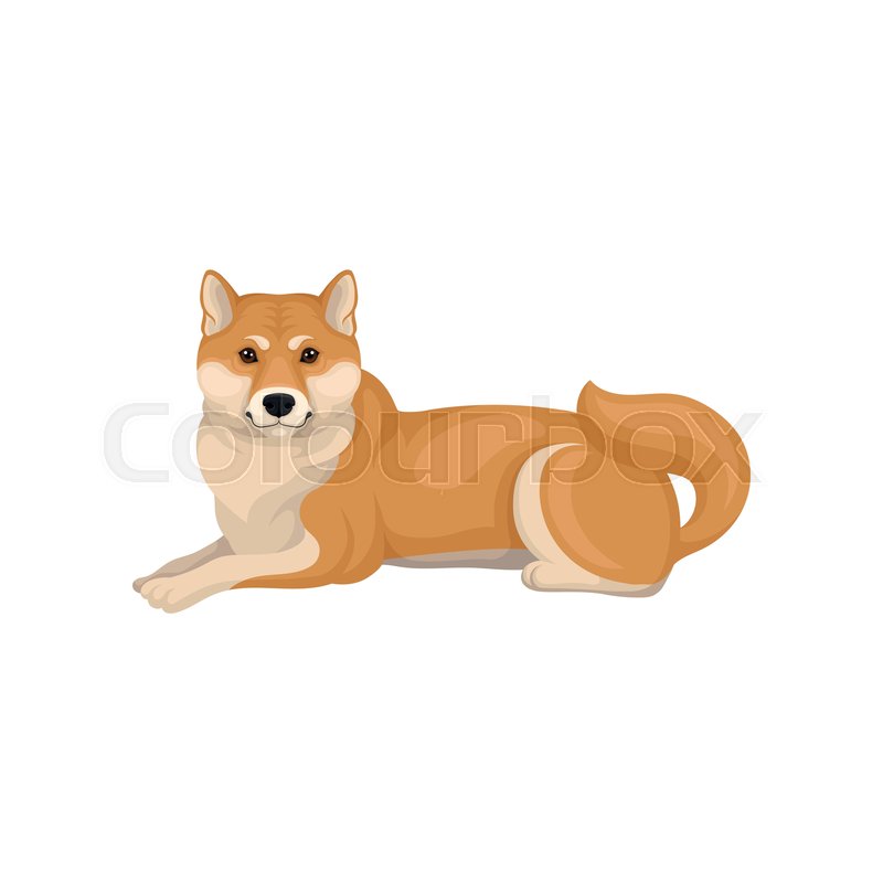 800x800 Shiba Inu Lying On The Ground, Side Stock Vector Colourbox