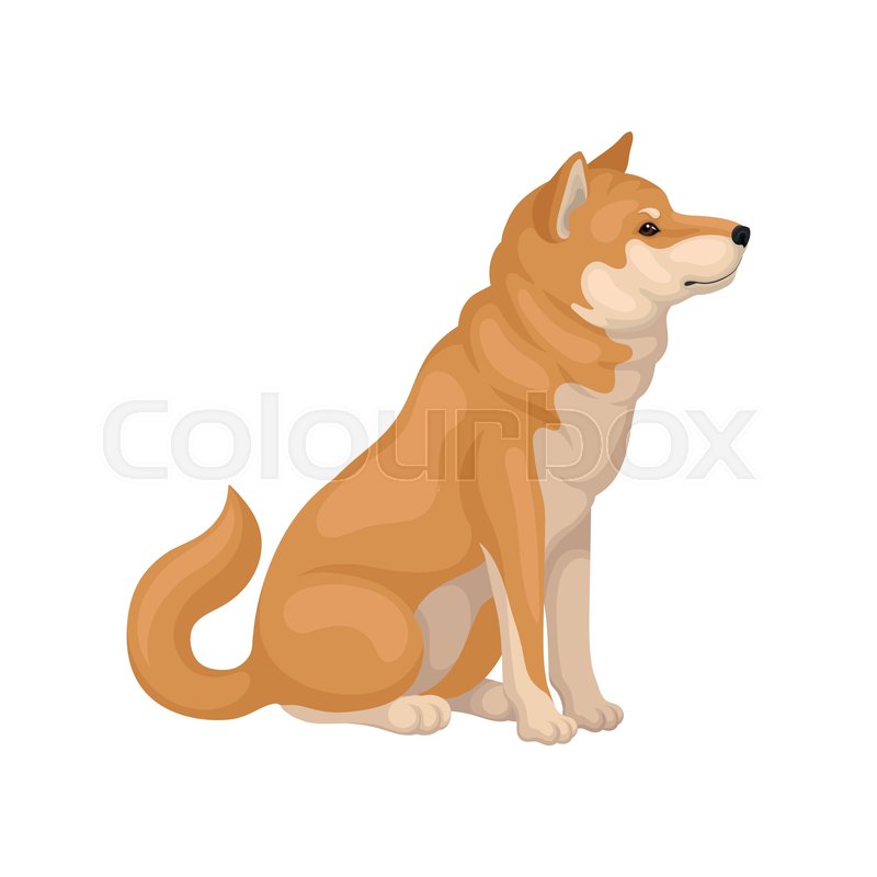 800x800 Shiba Inu Sitting Isolated On White Stock Vector Colourbox