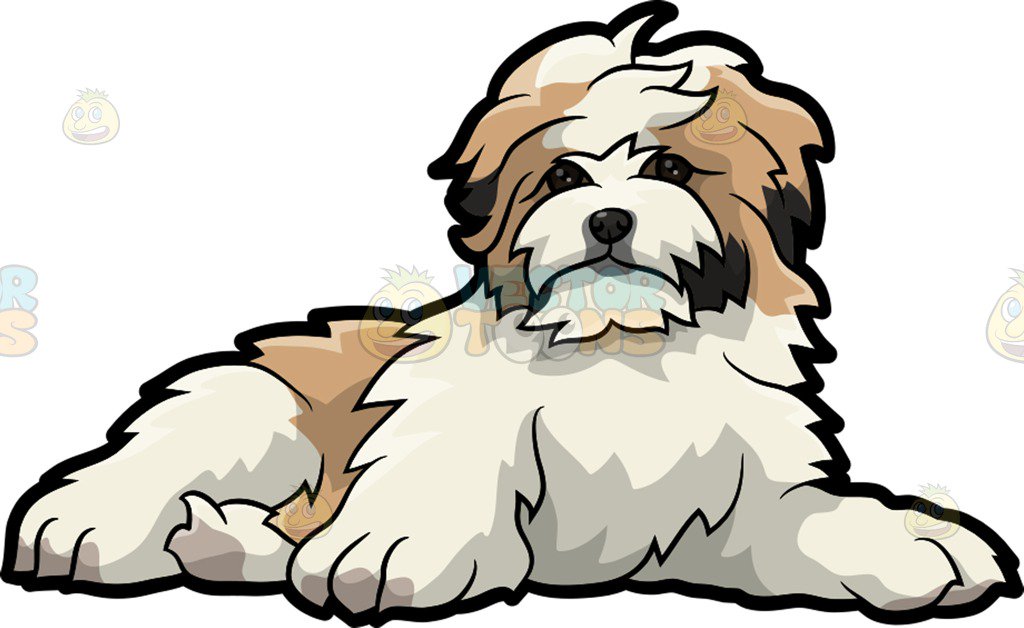 1024x628 Shih Tzu Png Free Transparent Shih Tzu Images