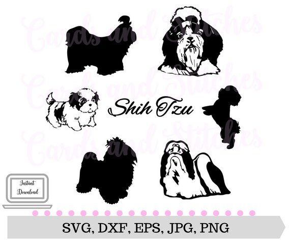 570x478 Shih Tzu