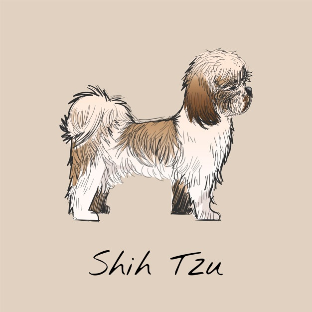 626x626 Shih Tzu Vectors, Photos And Free Download