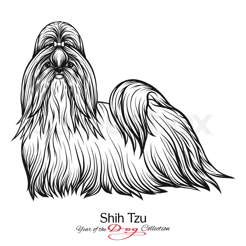 800x800 Shih Tzu Black And White Graphic Stock Vector Colourbox