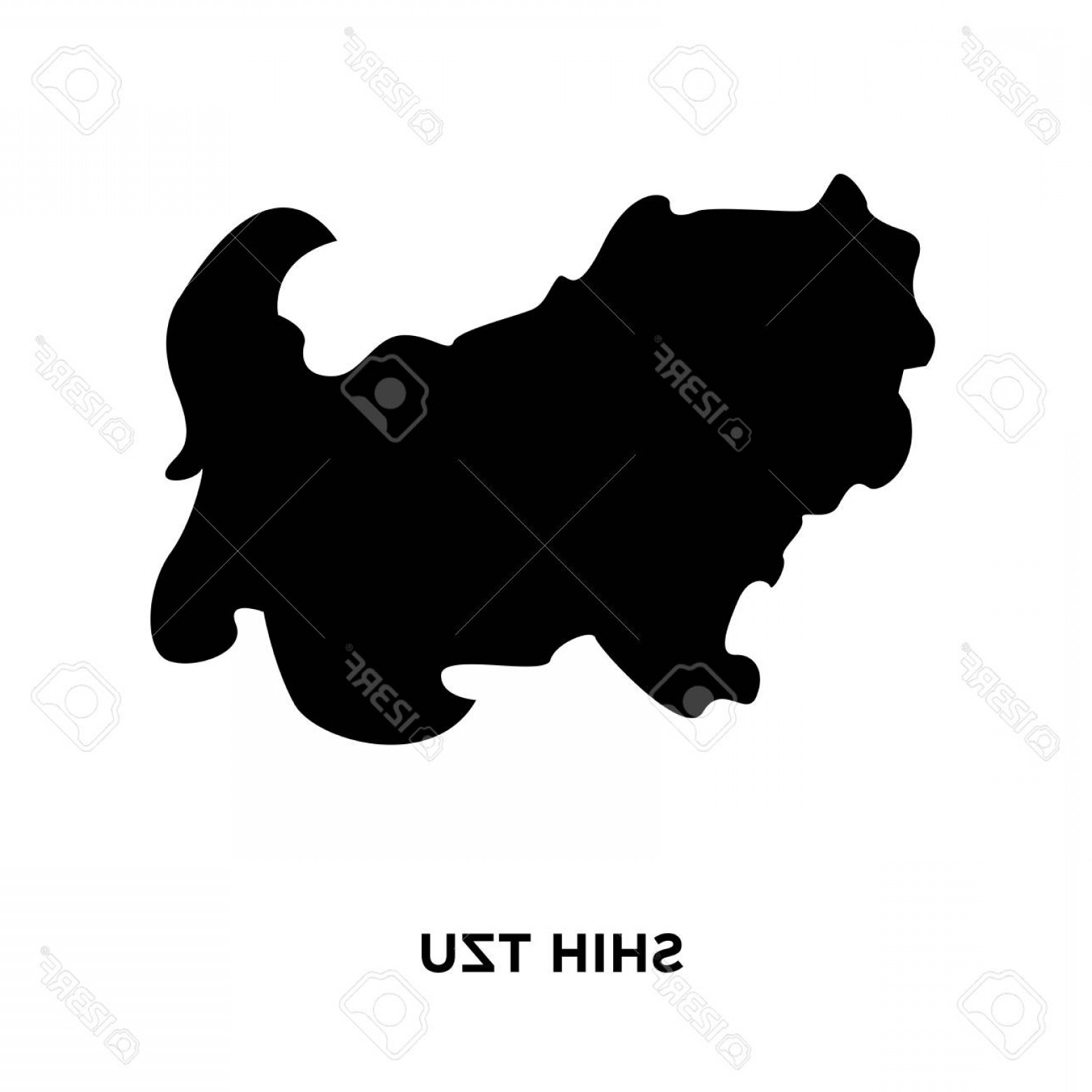 1560x1560 Photostock Vector A Shih Tzu Silhouette On White Background Vector