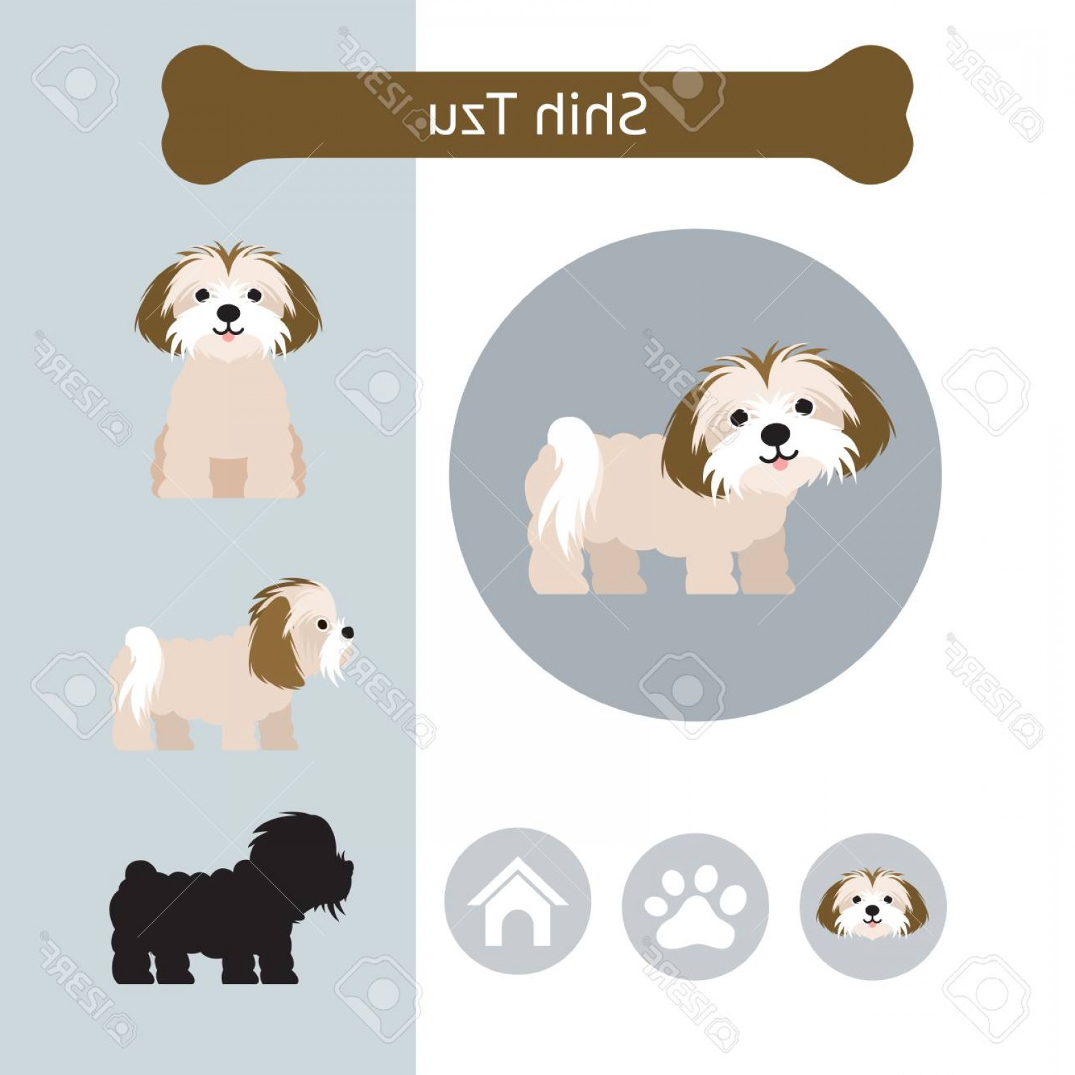 1560x1560 Photostock Vector Shih Tzu Dog Breed Infographic Illustration