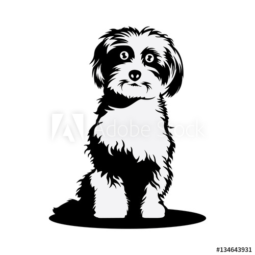 500x500 Shih Tzu Dog