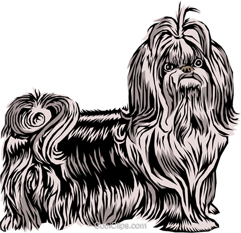 480x464 Shih Tzu Dog Royalty Free Vector Clip Art Illustration