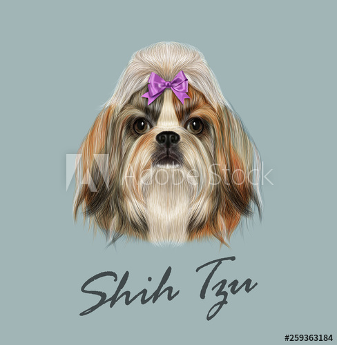 488x500 Shih Tzu Dog Animal Cute Face Vector Funny Chinese Purebred Shih
