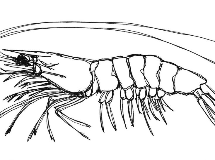 734x548 Cleaner Shrimp Drawing Cute Cartoon Vector Online Chalk Mantis