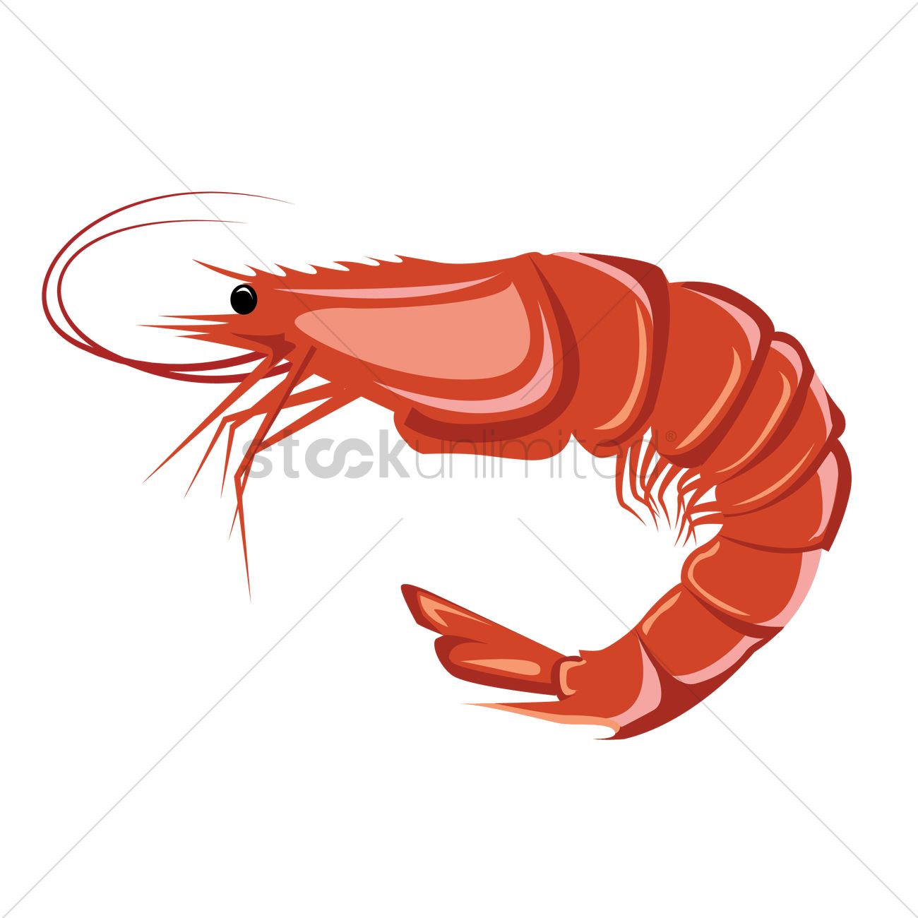 Shrimp Vector