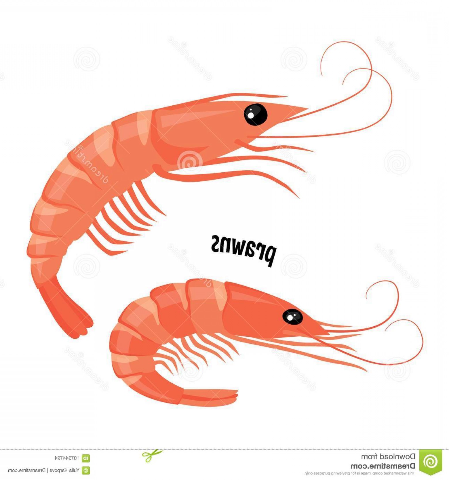 1560x1668 Prawn Shrimp Vector Illustration Fresh Prawns Vector Illustration