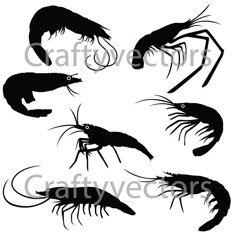 794x794 Shrimp Vector Etsy