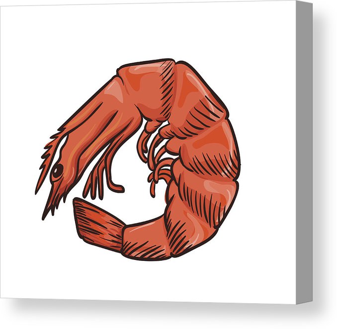 678x662 Shrimp Vector Icon Isolated, Hand Drawn Sketch Of Prawn, Template