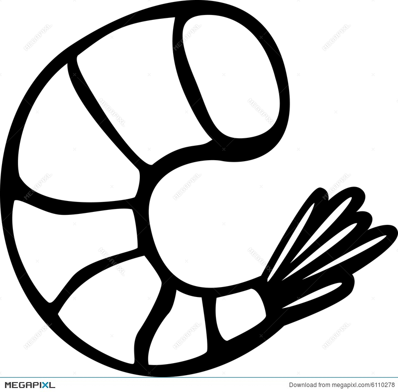 800x788 Shrimp Vector Illustration Illustration