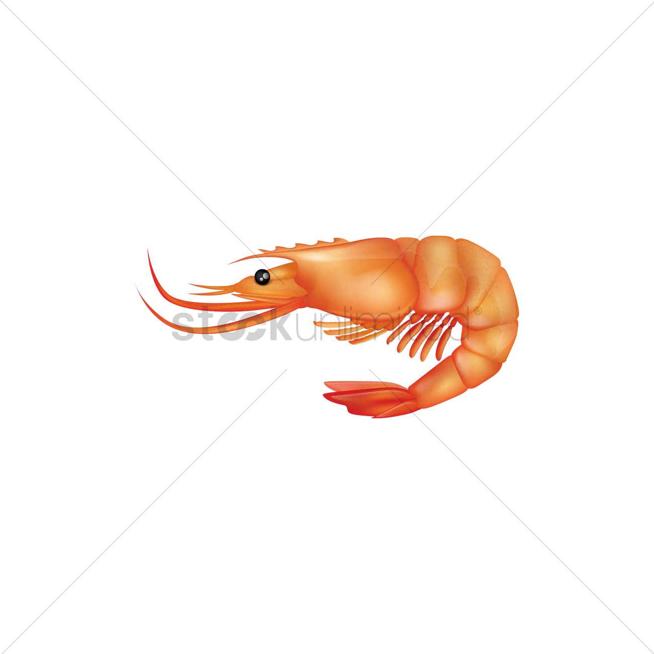 1300x1300 Shrimp Vector Image