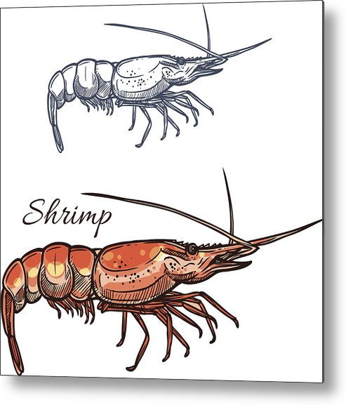493x577 Shrimp Vector Isolated Sketch Icon Metal Print