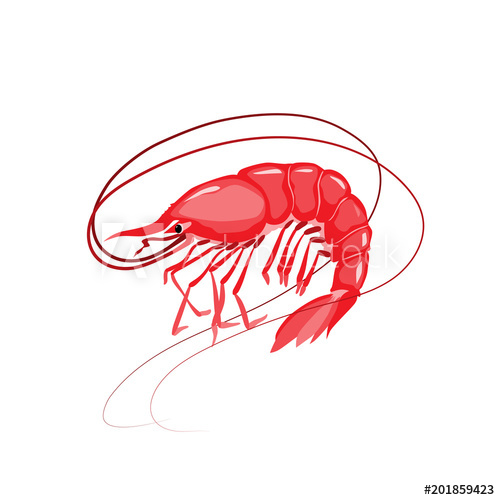 500x500 Shrimp Vector Illustration Isolated Object On White Background