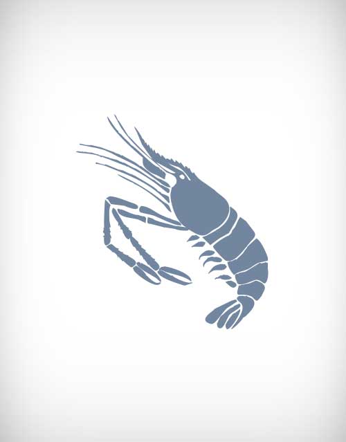500x639 Shrimp Vector
