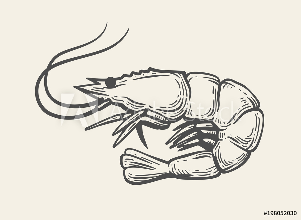 1000x729 Photo Art Print Prawn Or Shrimp Vector Europosters